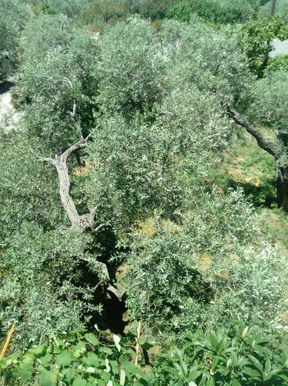 Villa Thomi Skala Rachoni  Dış mekan fotoğraf