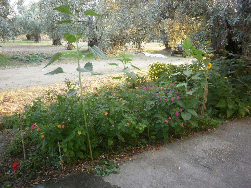 Villa Thomi Skala Rachoni  Dış mekan fotoğraf